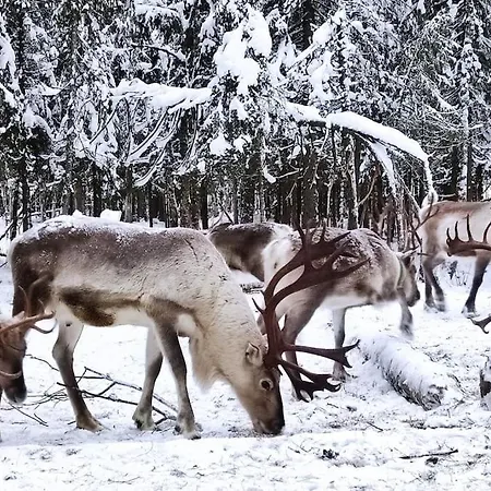 Lomamökit Santa's Reindeer *
