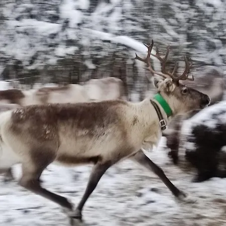 Santa's Reindeer * Ranua