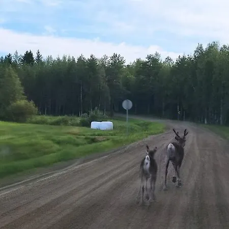 Lomamökit Santa's Reindeer Ranua