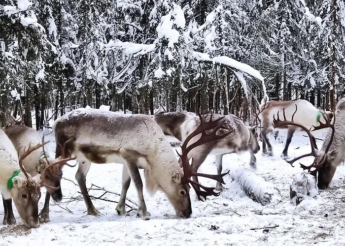 בקתה Santa's Reindeer *