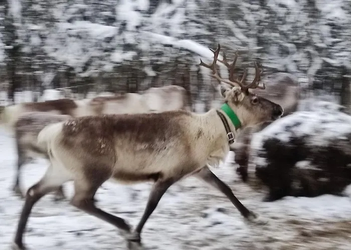Santa's Reindeer * ראנואה